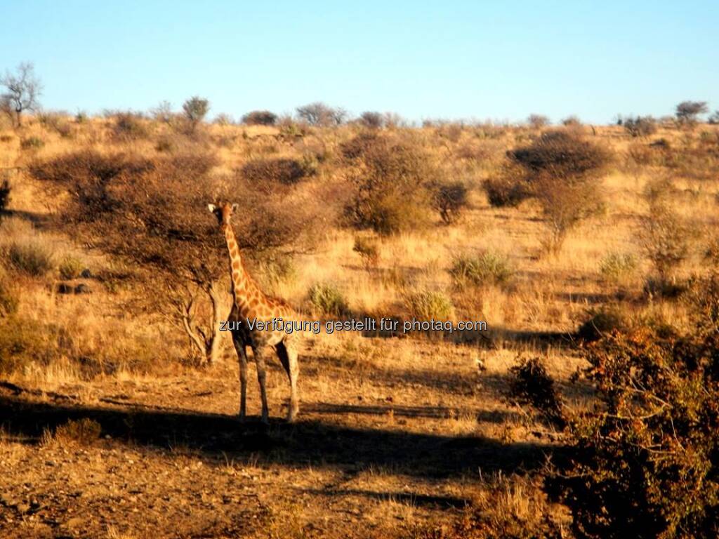 Namibia, Giraffe, © Judith Schreiber (24.08.2013) 