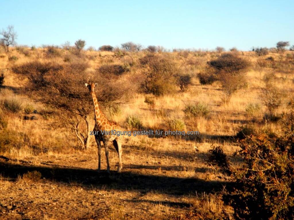 Namibia, Giraffe, © Judith Schreiber (24.08.2013) 