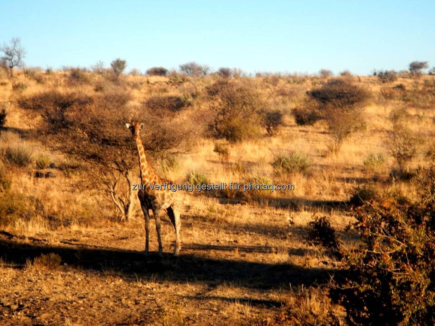 Namibia, Giraffe