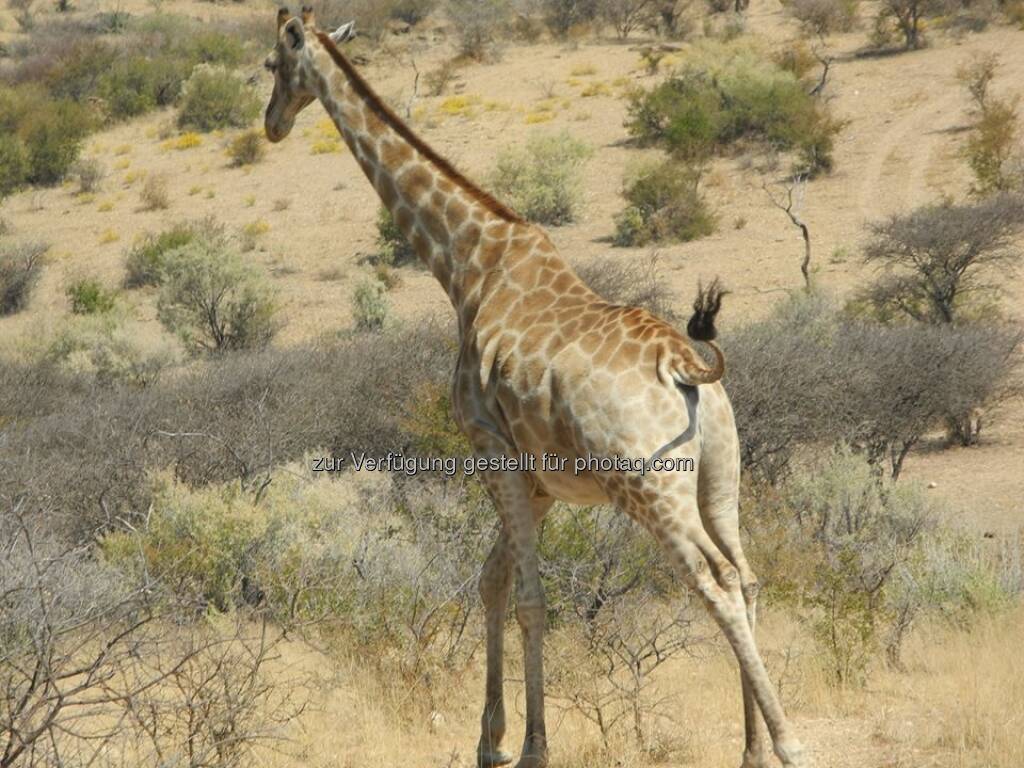 Namibia, Giraffe, © Judith Schreiber (24.08.2013) 