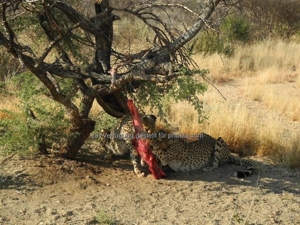 Namibia, © Judith Schreiber (24.08.2013) 